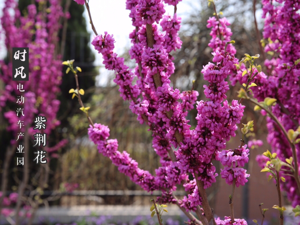 紫；；；；；；；；